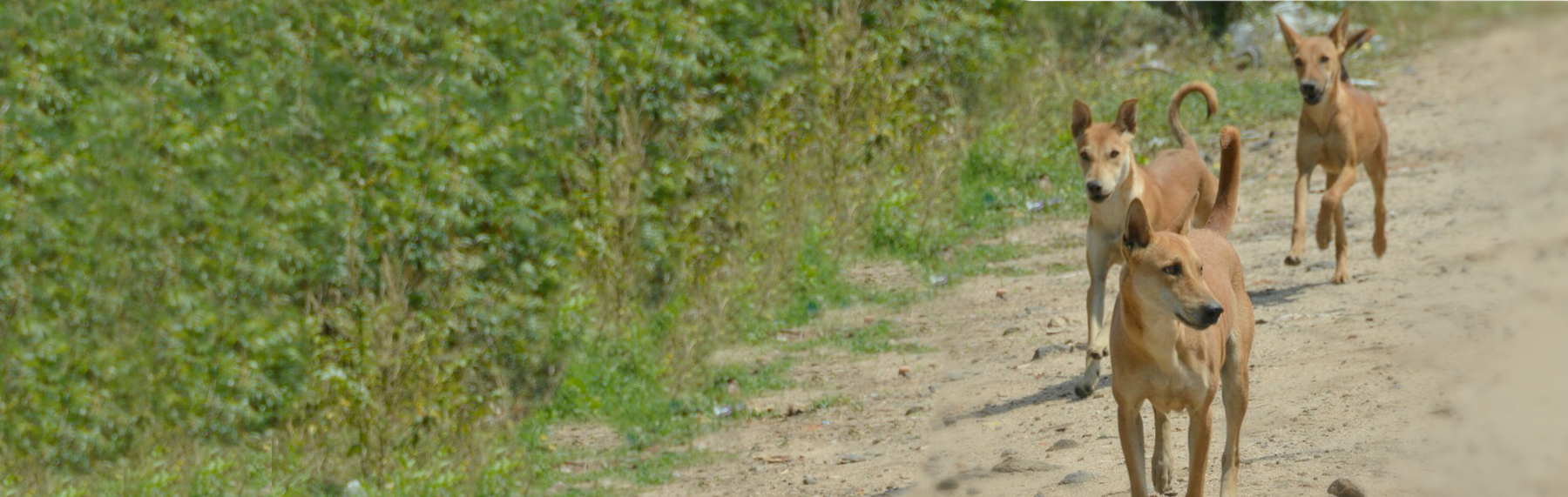 Dogs walk along a dirt road in the Serengeti desert.