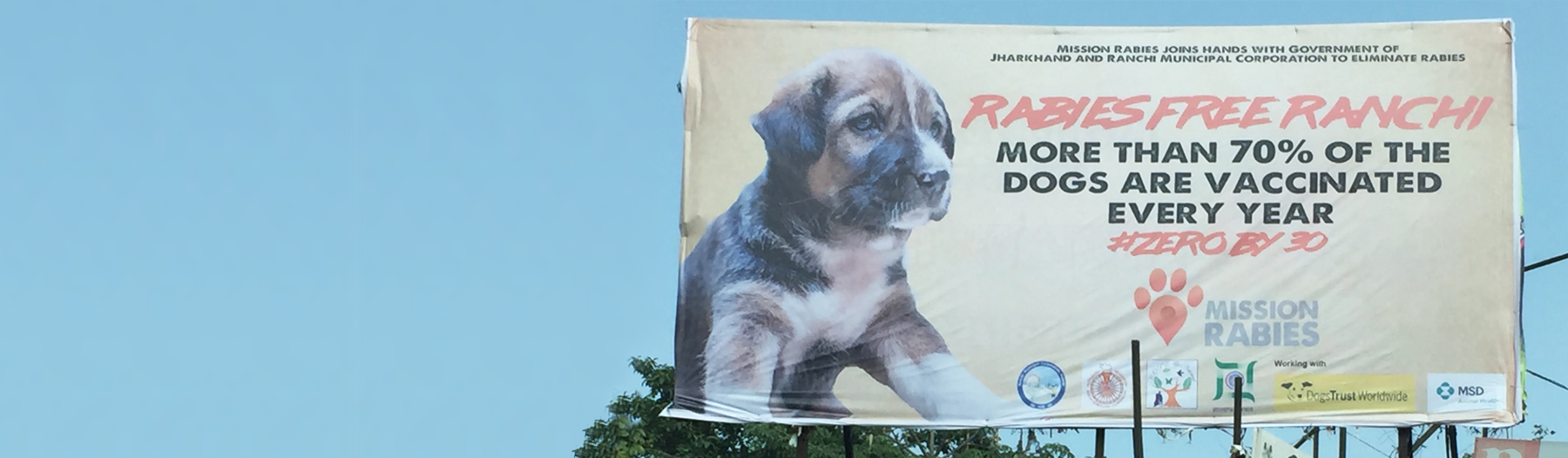 Rabies Free Ranchi billboard sign announcing that over 70% of local dogs are vaccinated every year.